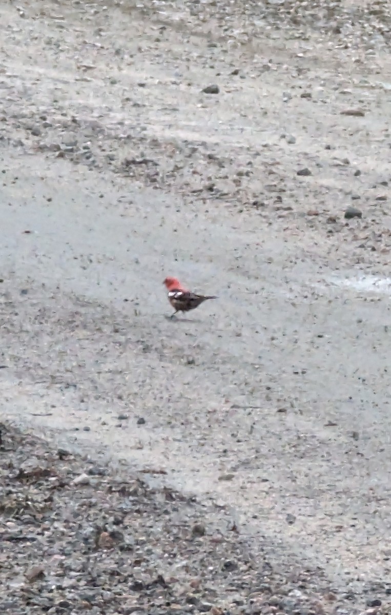 White-winged Crossbill - ML617690687