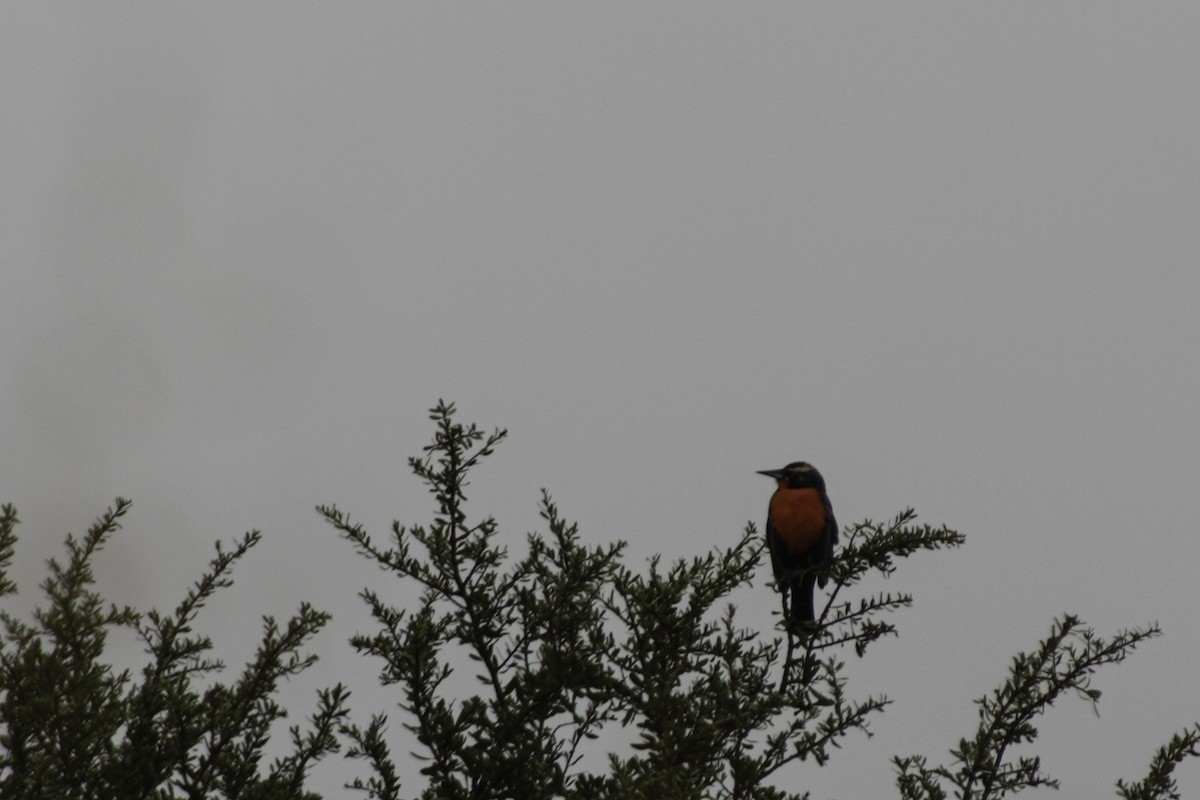 Long-tailed Meadowlark - ML617690689