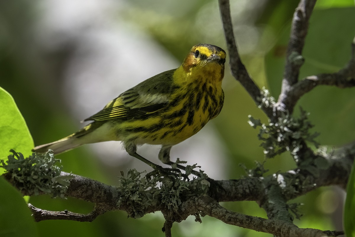 Cape May Warbler - Robert Epstein