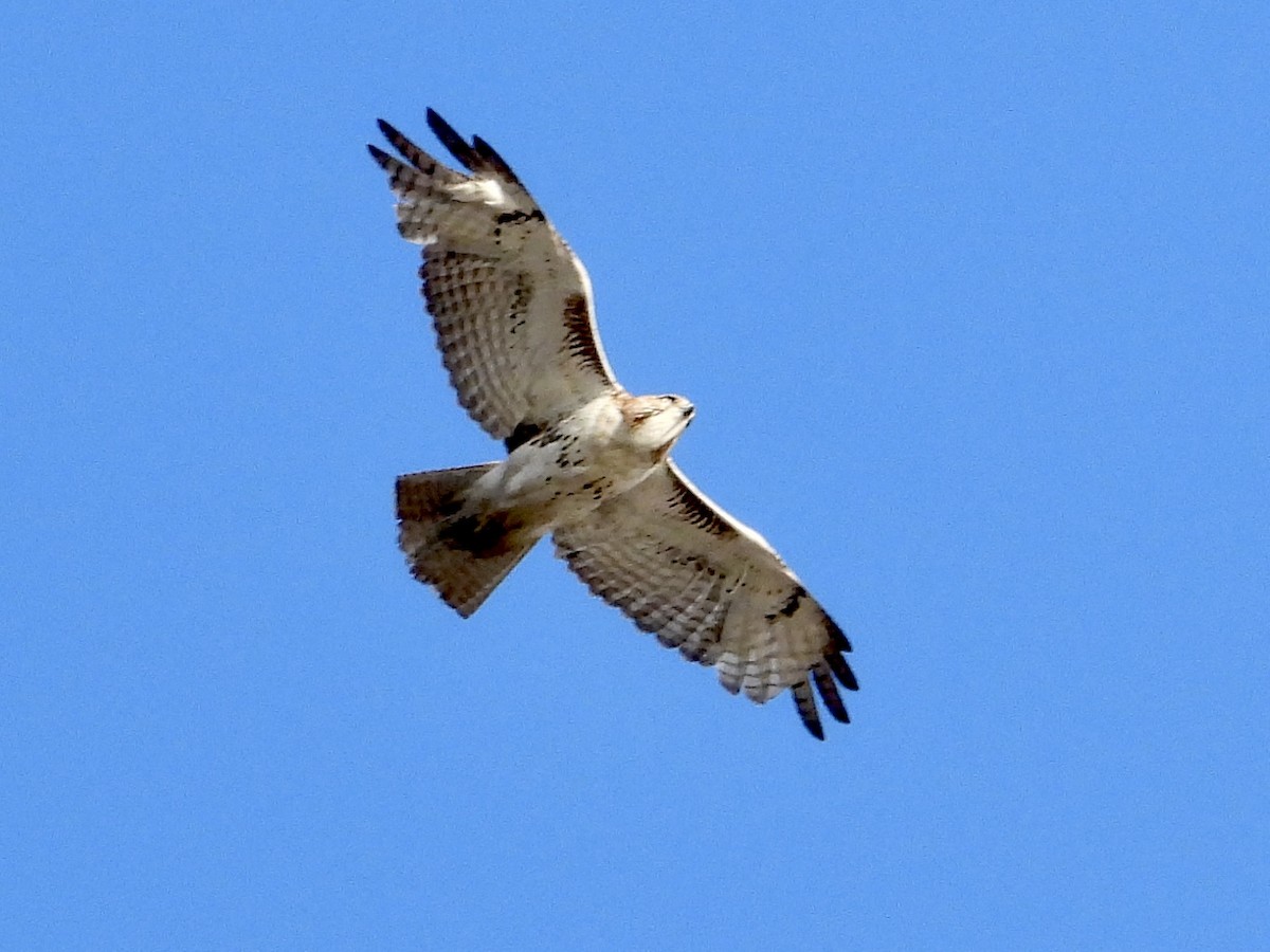 Red-tailed Hawk - ML617690727