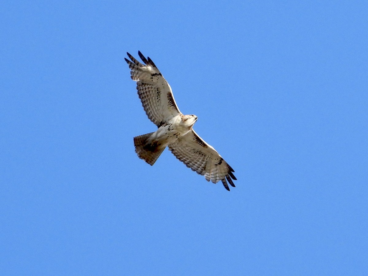 Red-tailed Hawk - ML617690728