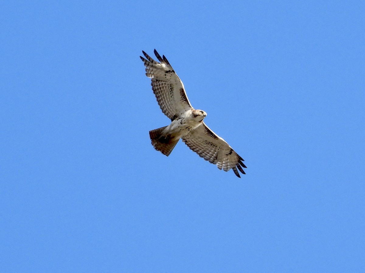 Red-tailed Hawk - ML617690729