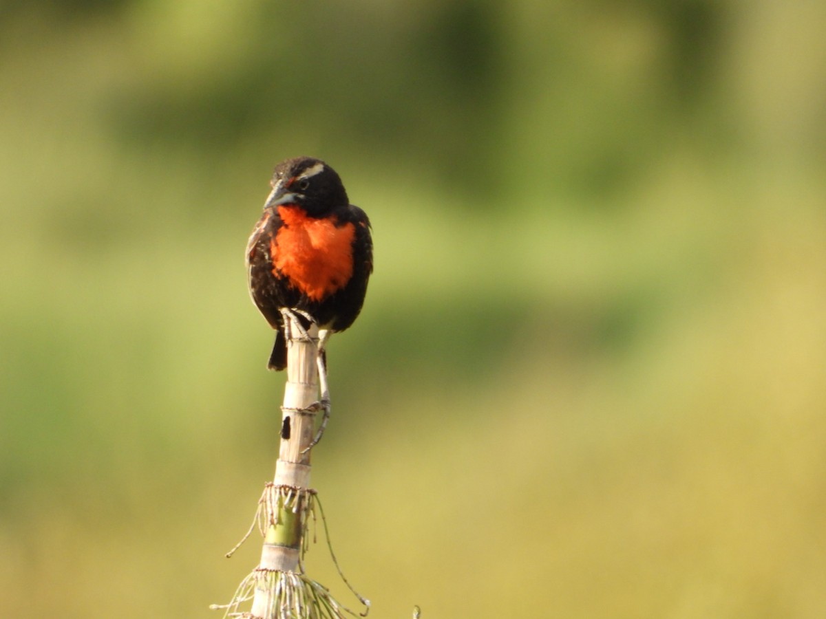 Peruvian Meadowlark - ML617690757