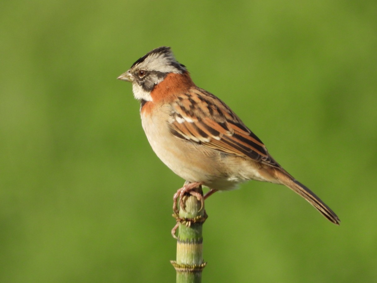 Rufous-collared Sparrow - Elena Jackson