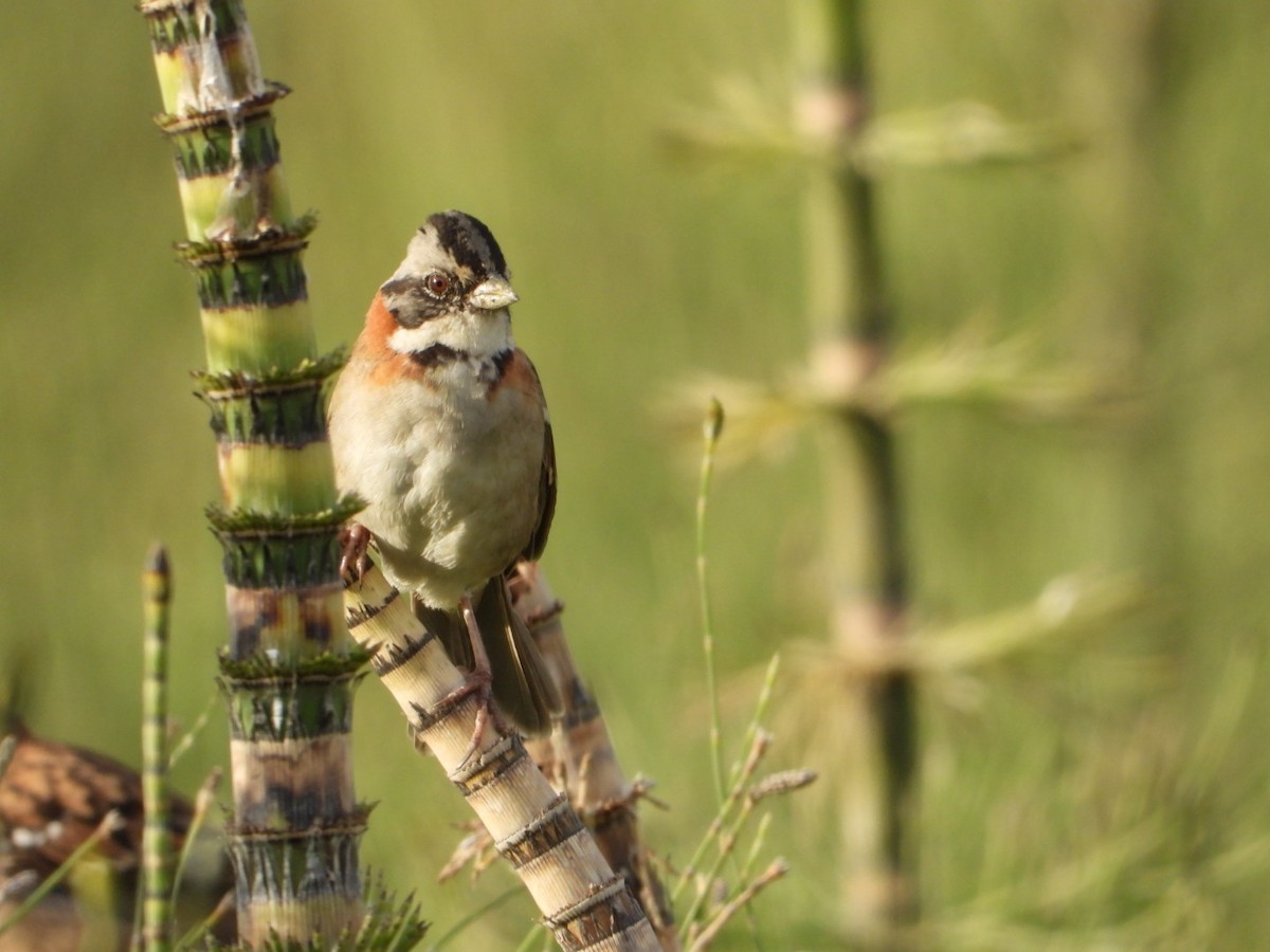 Rufous-collared Sparrow - Elena Jackson