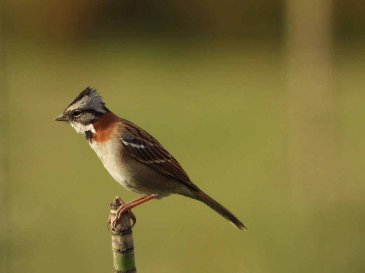 Rufous-collared Sparrow - Elena Jackson