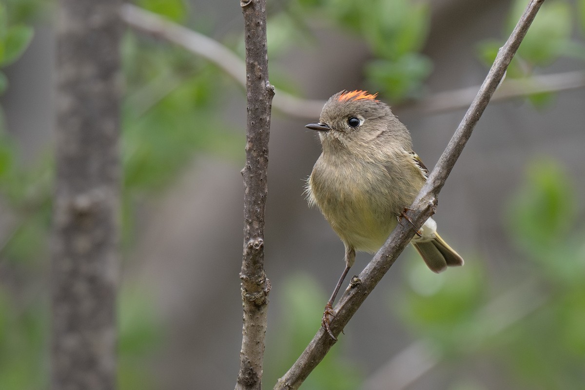 Ruby-crowned Kinglet - ML617690828