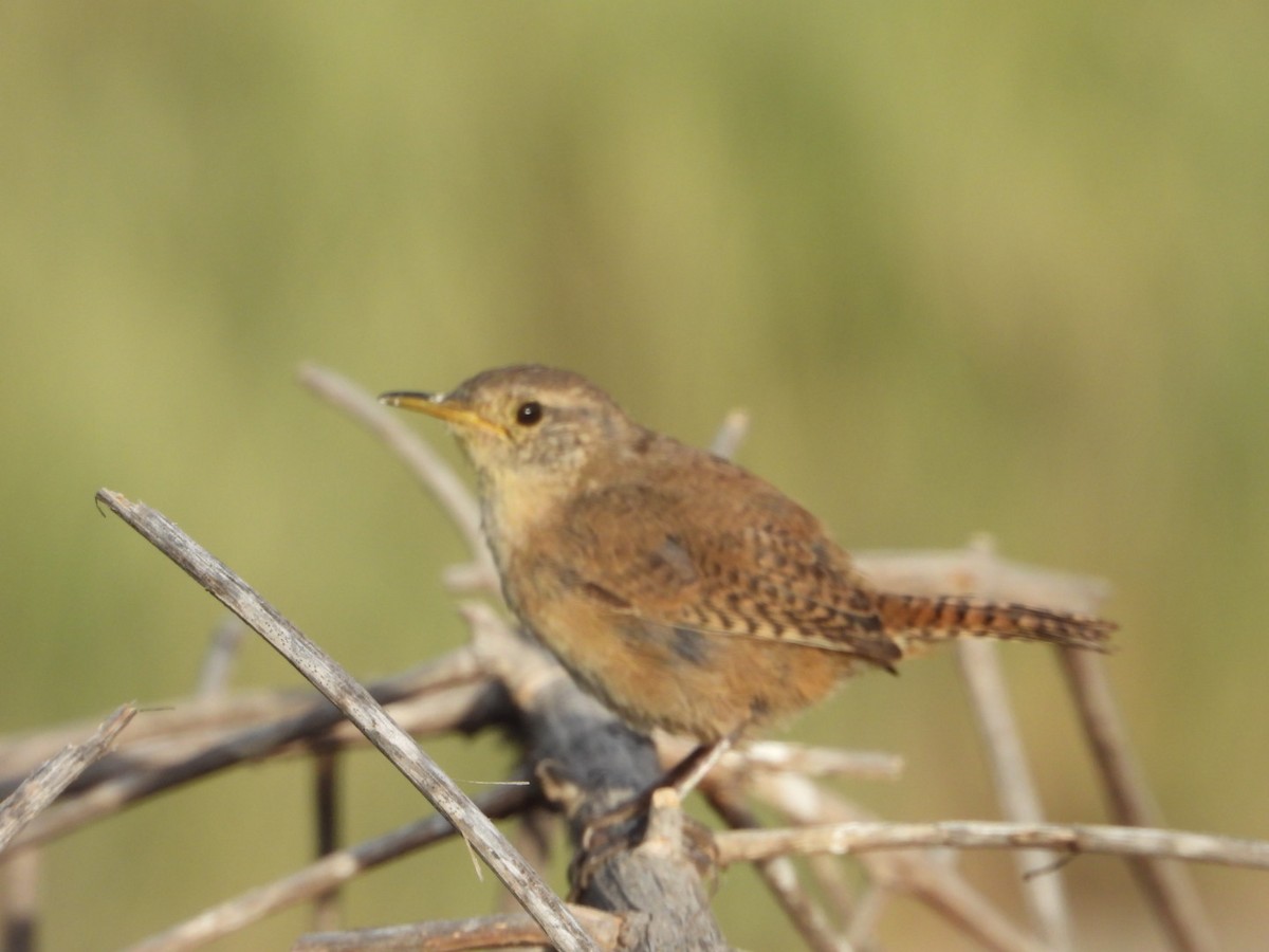 House Wren - Elena Jackson