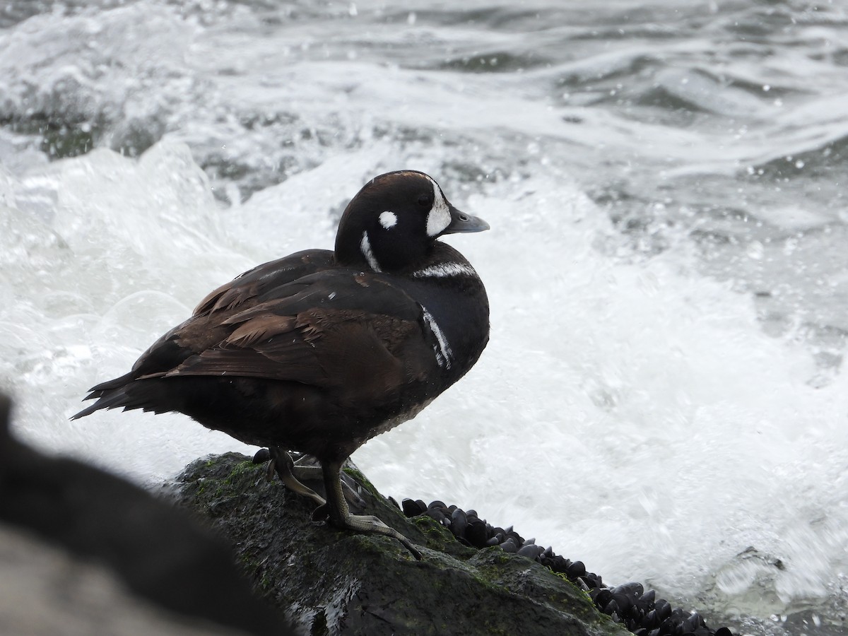 Harlequin Duck - ML617690851