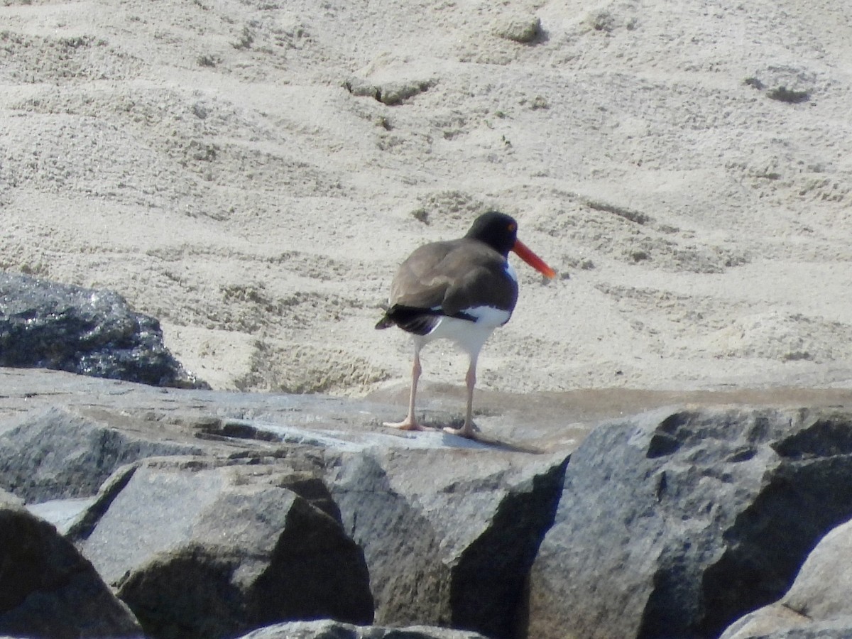 American Oystercatcher - Robin M