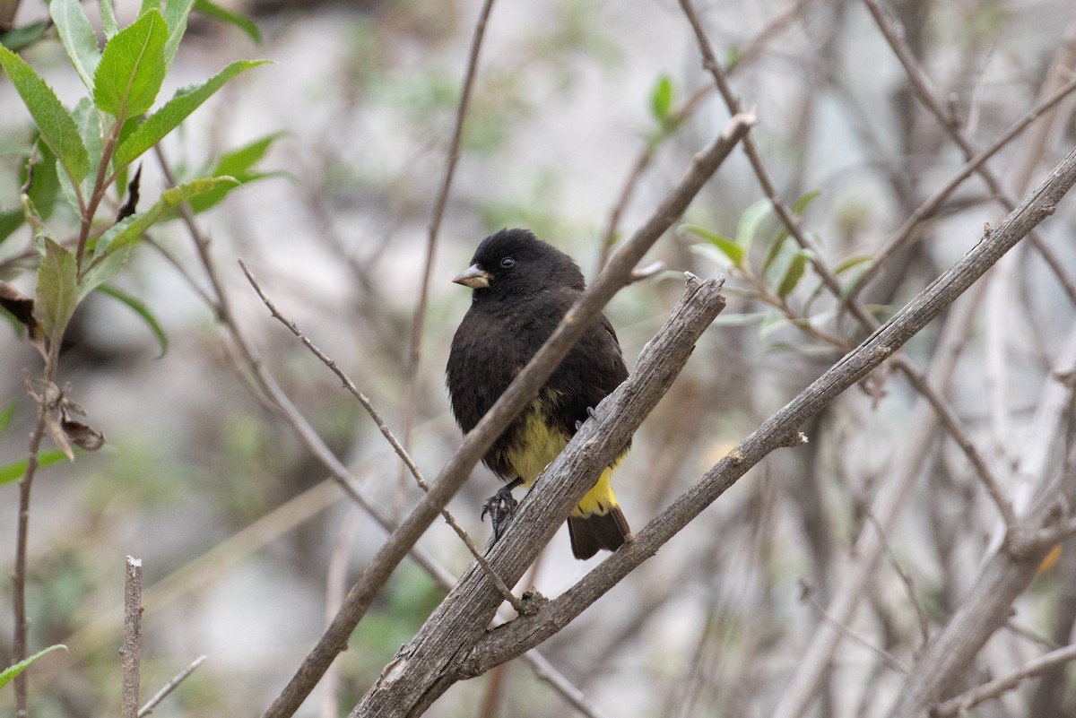 Black Siskin - John C. Mittermeier