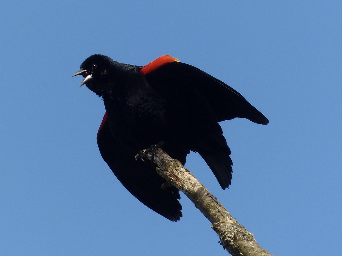 Red-winged Blackbird - ML617690883