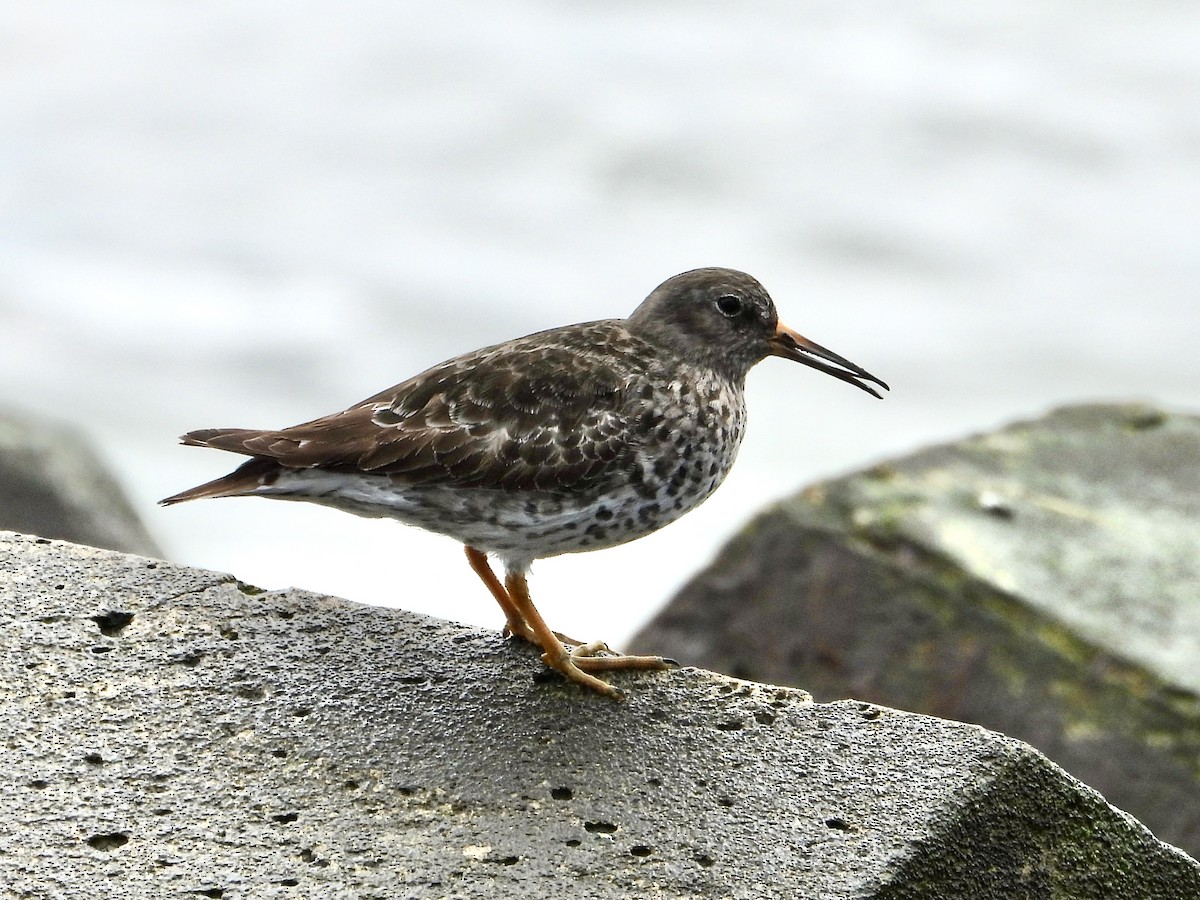 Purple Sandpiper - ML617690888