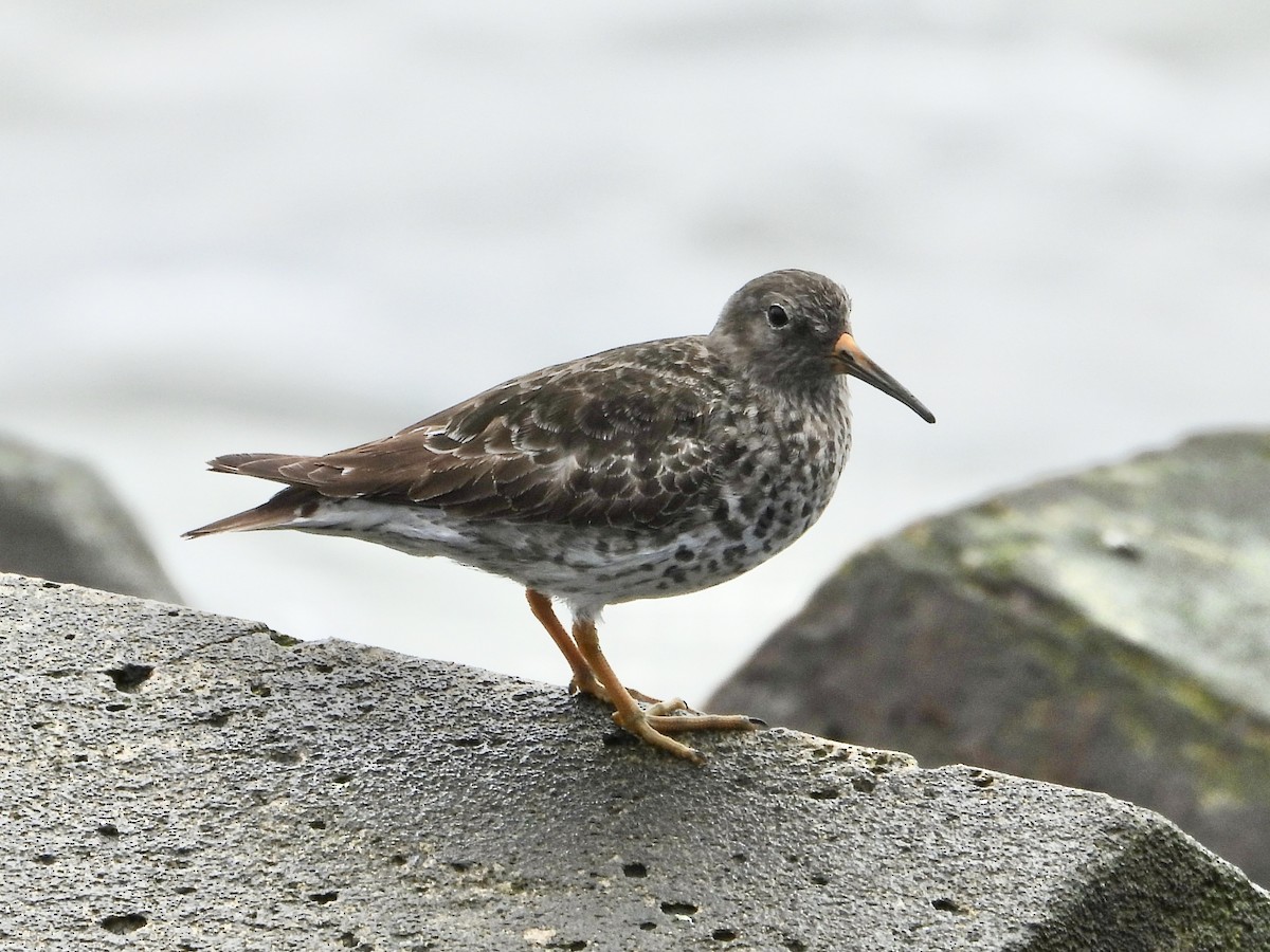 Purple Sandpiper - ML617690889