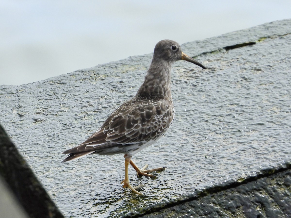 Purple Sandpiper - Robin M