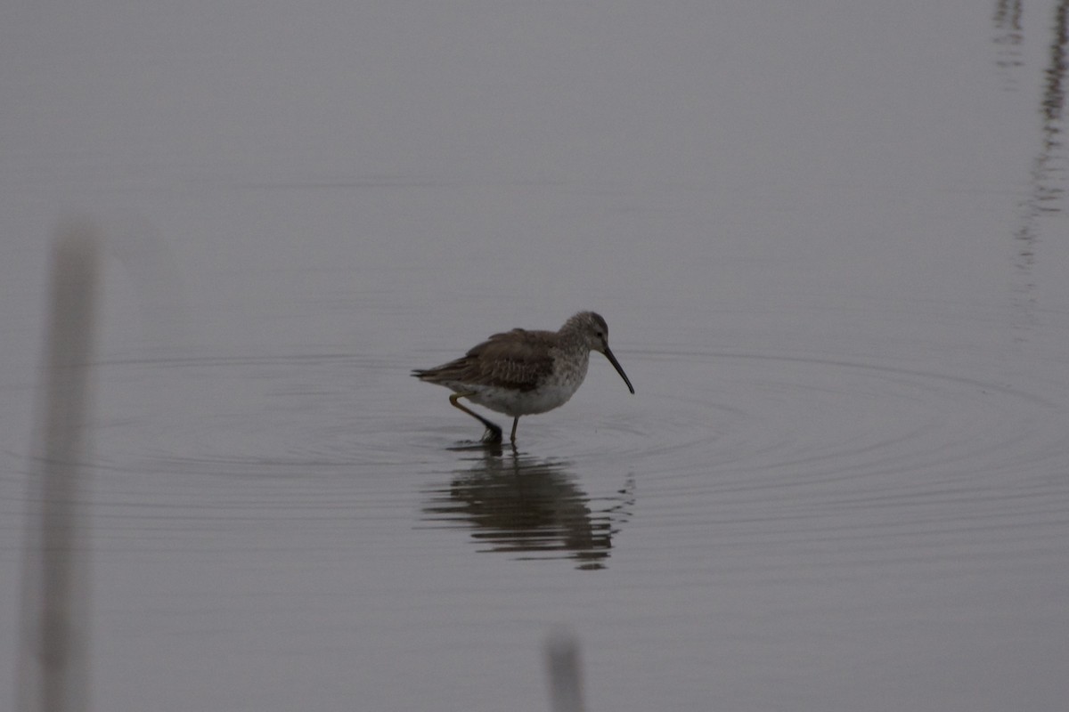 Stilt Sandpiper - ML617690896