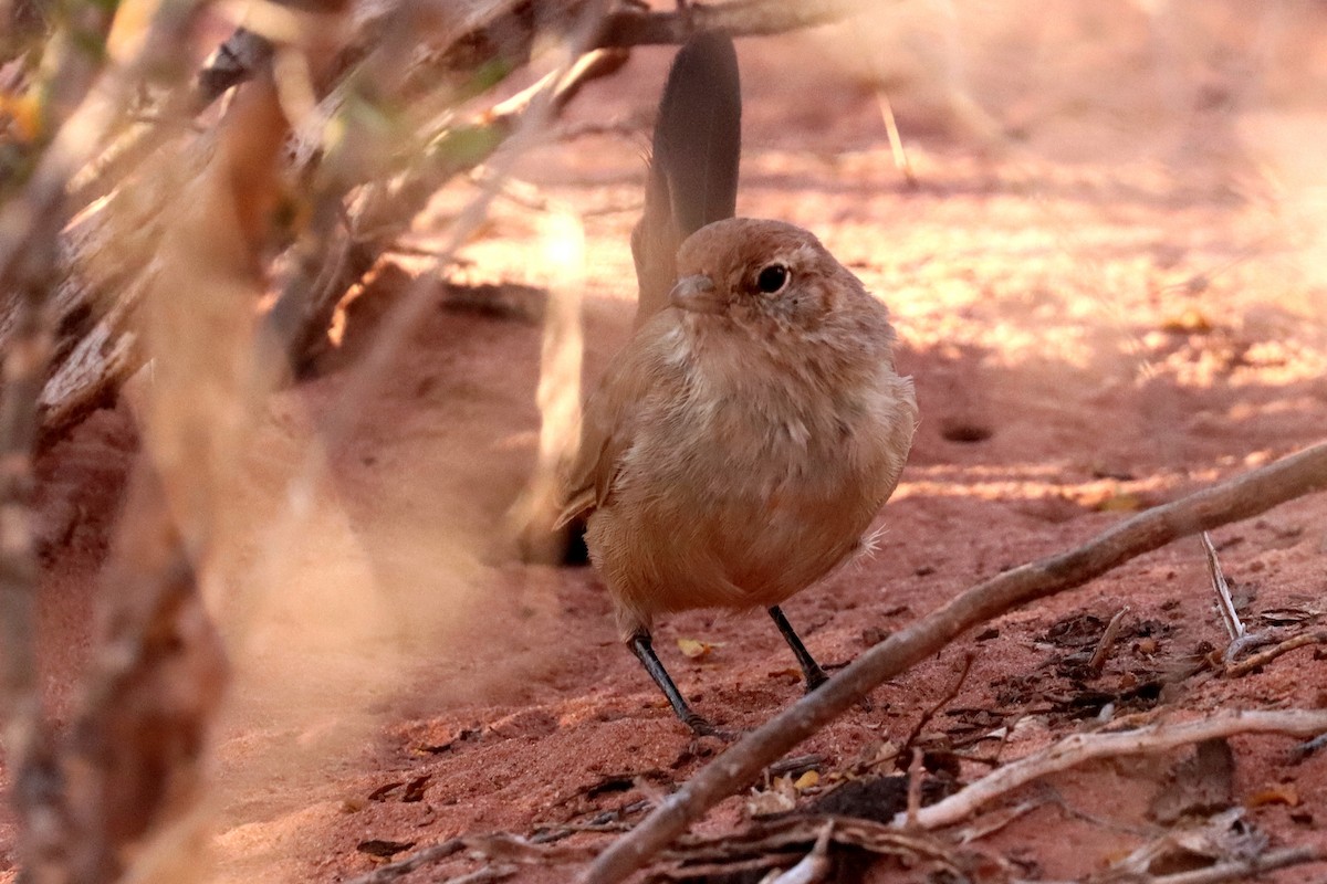 Fahltapaculo - ML617690913