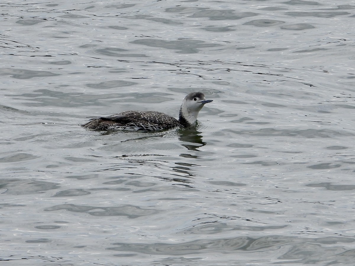 Red-throated Loon - ML617690926