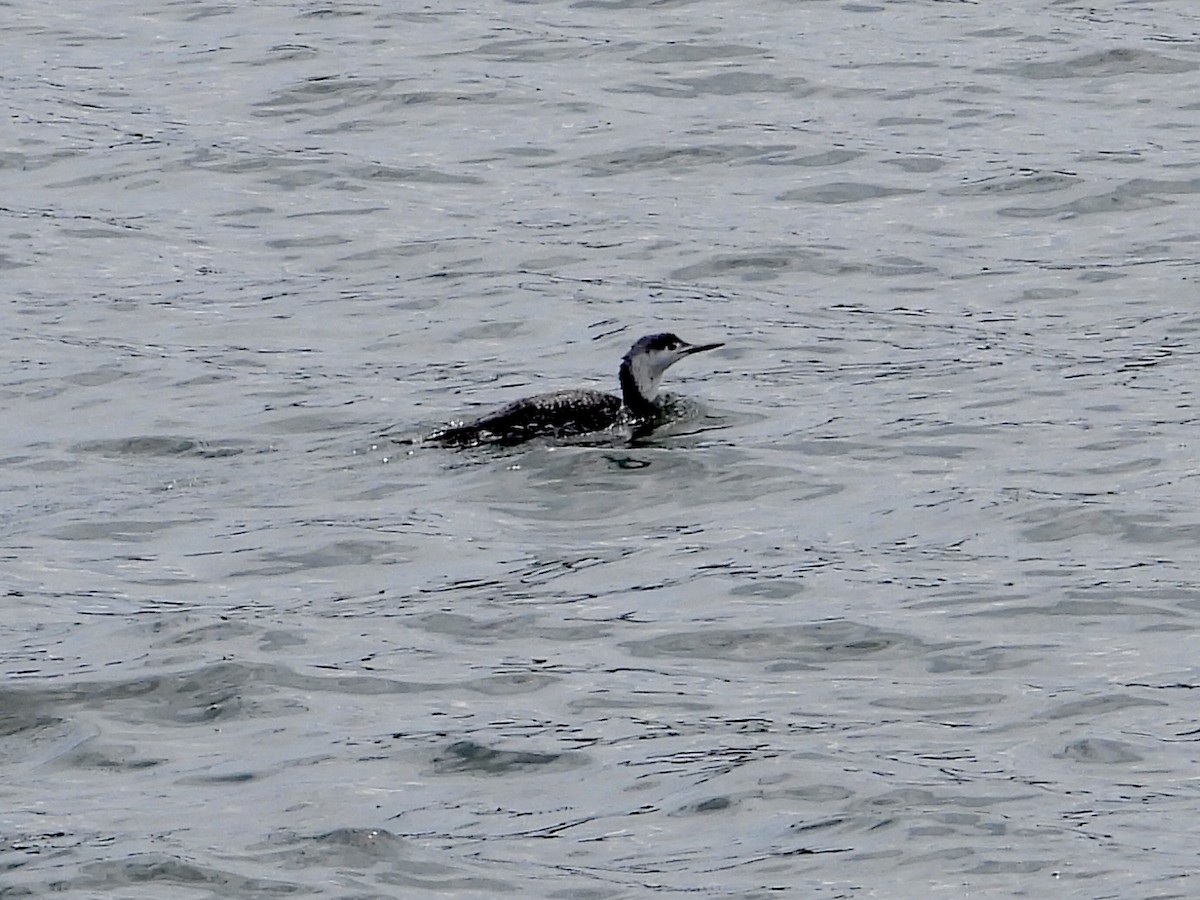 Red-throated Loon - ML617690928