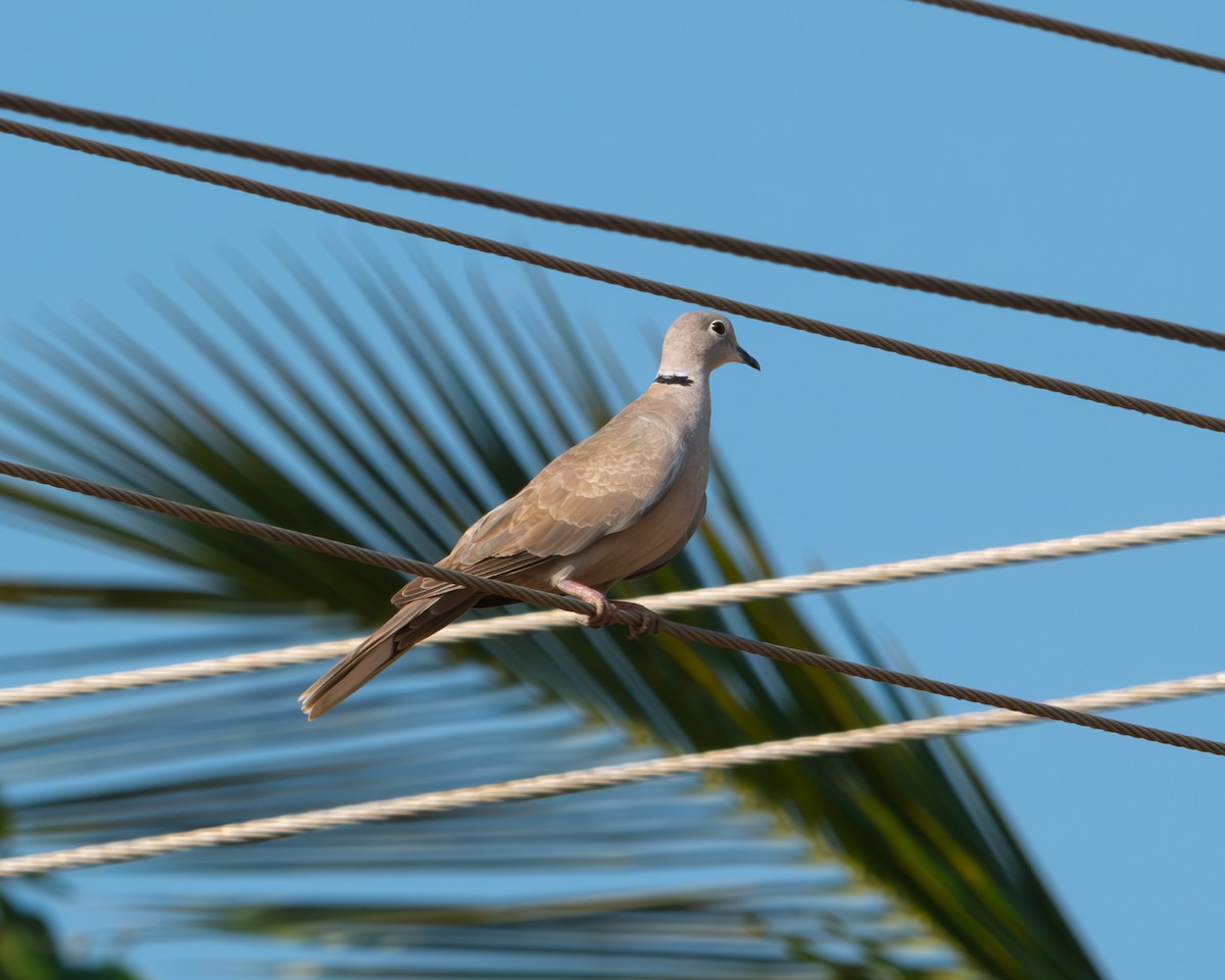 Eurasian Collared-Dove - Martin Mau