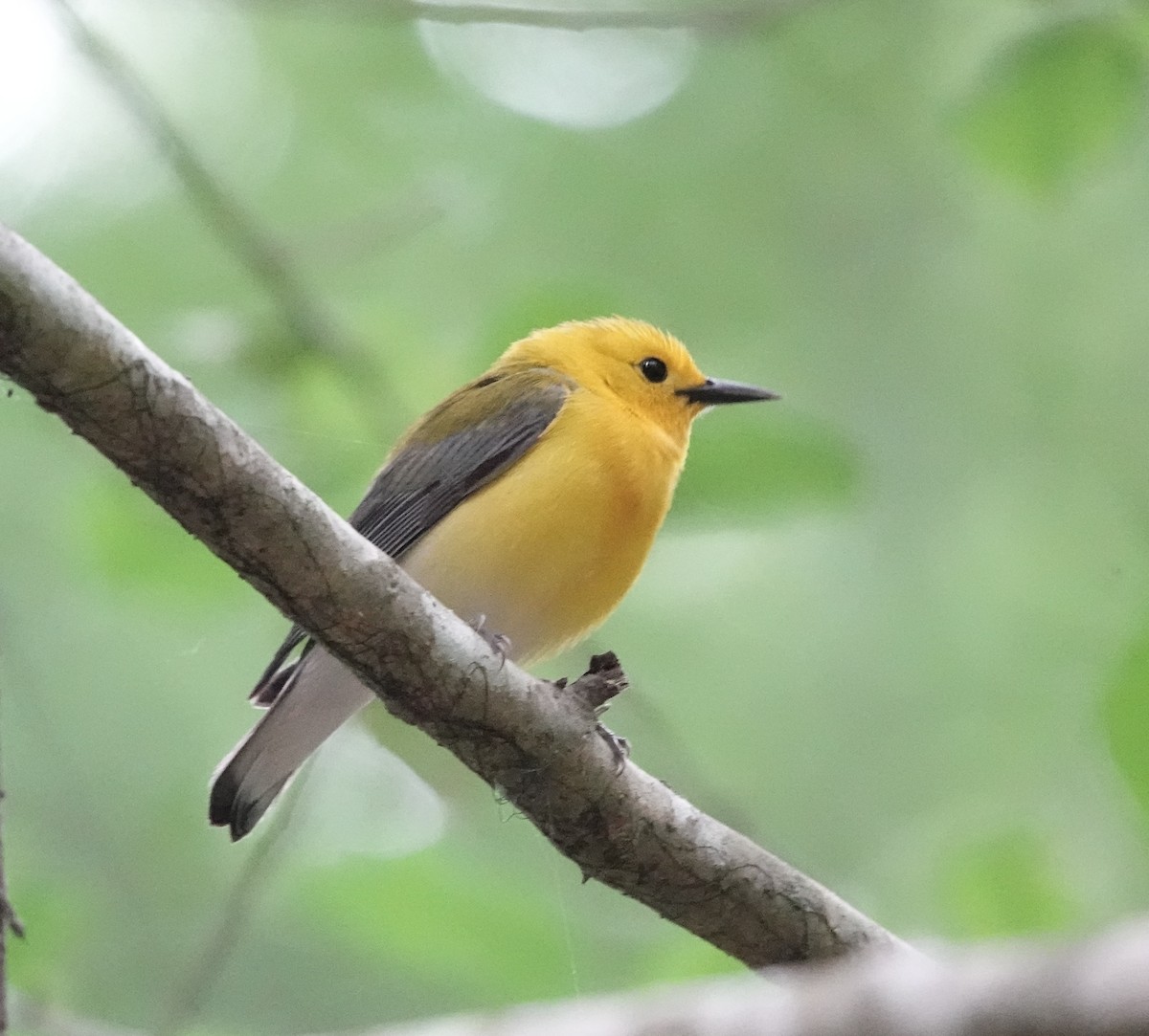 Prothonotary Warbler - ML617690947