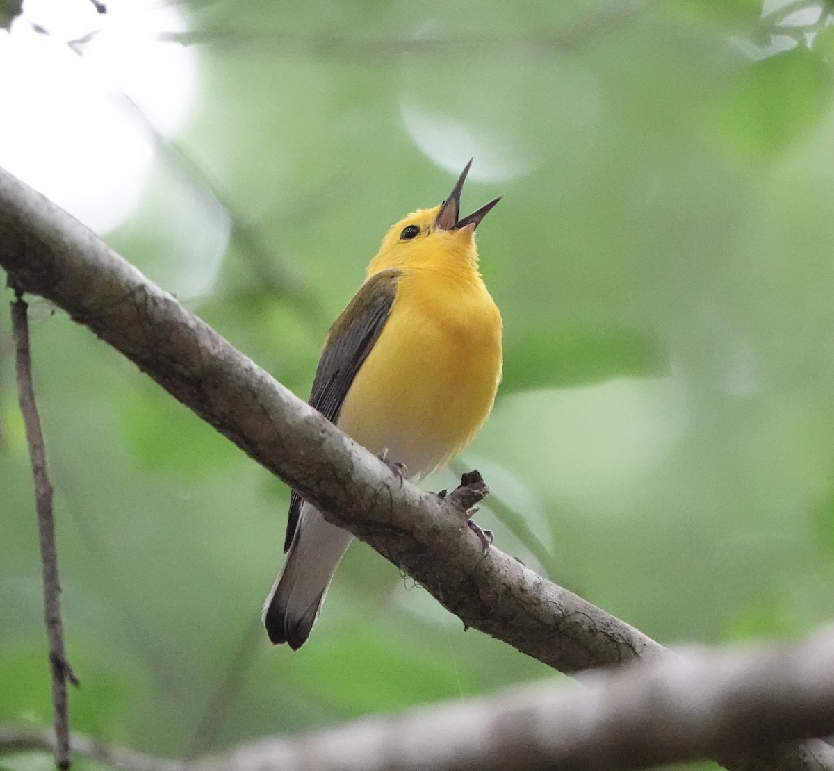 Prothonotary Warbler - ML617690968