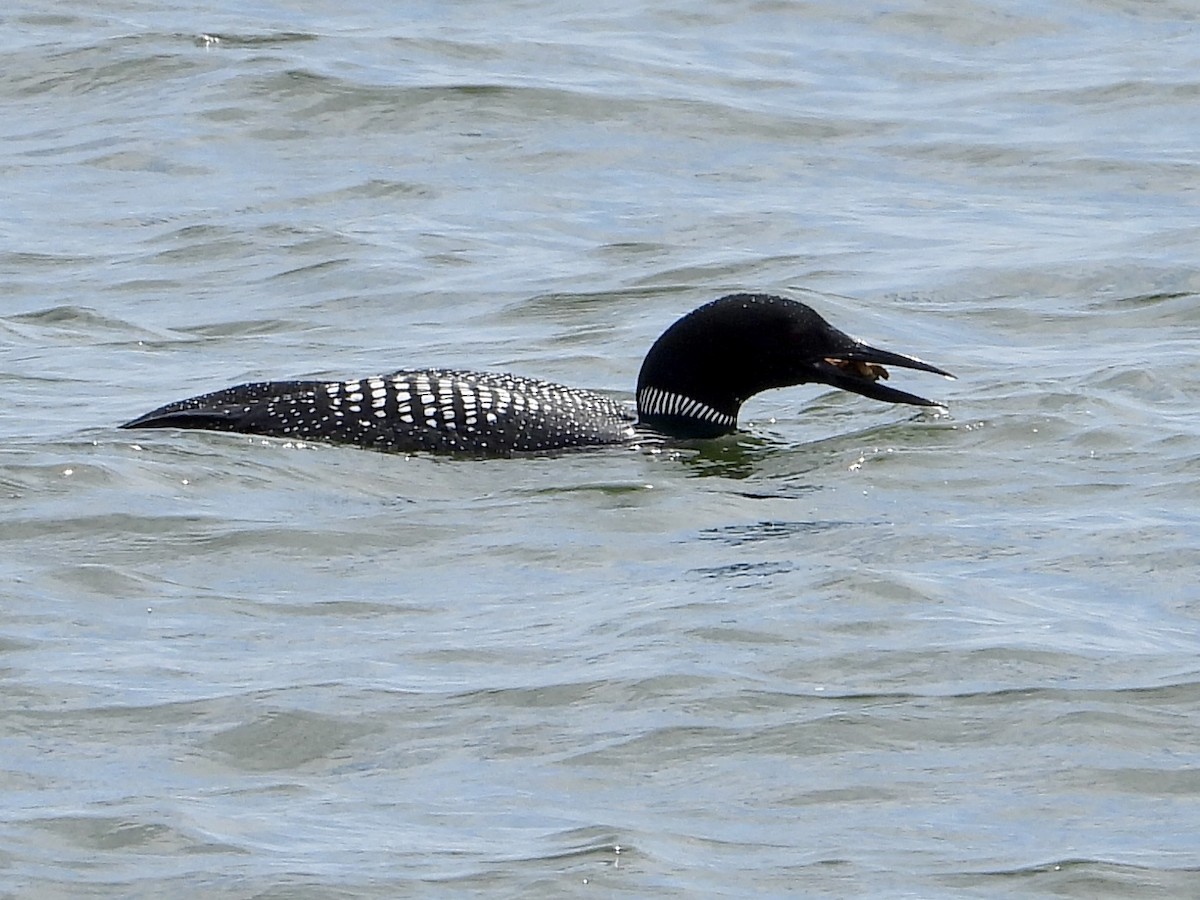 Common Loon - Robin M