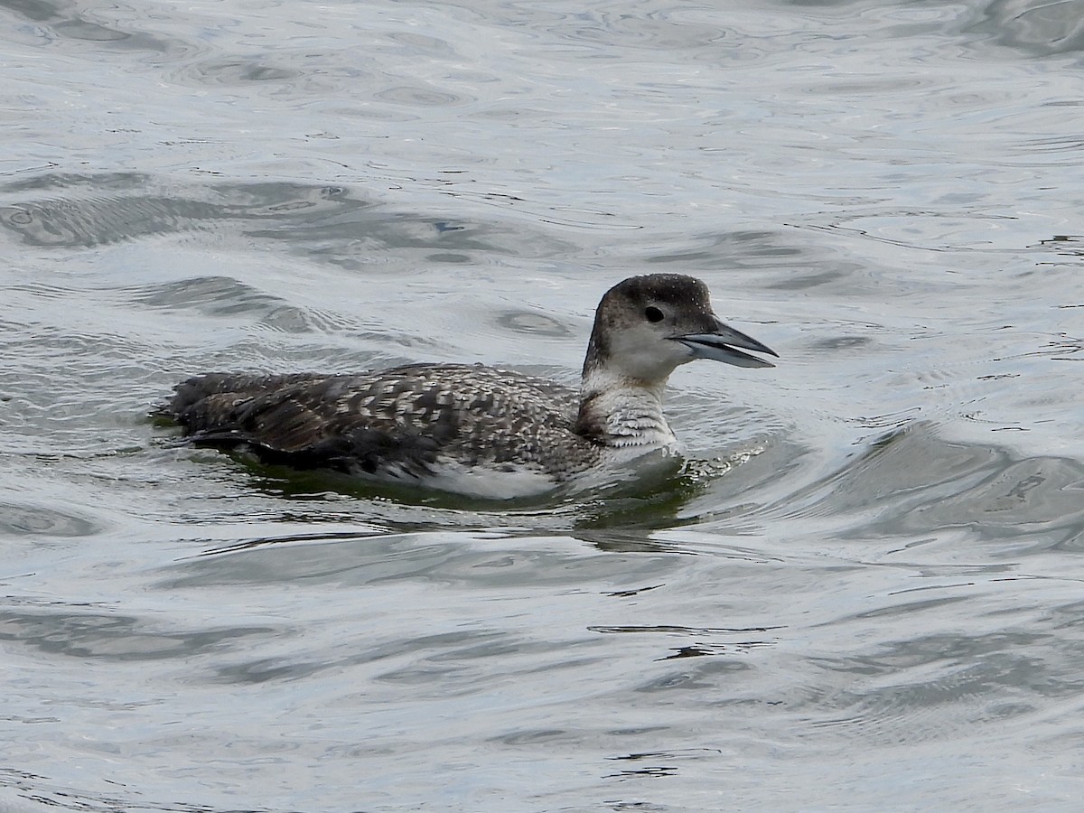 Common Loon - ML617690976