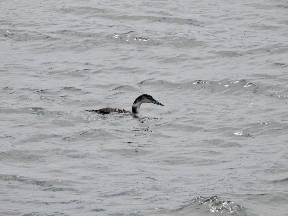 Common Loon - ML617690977