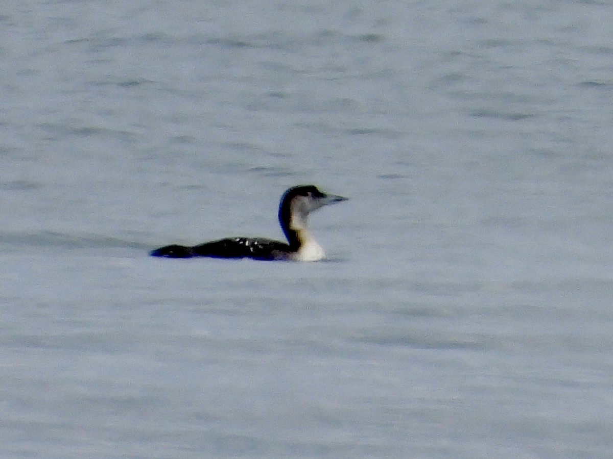 Common Loon - ML617690978