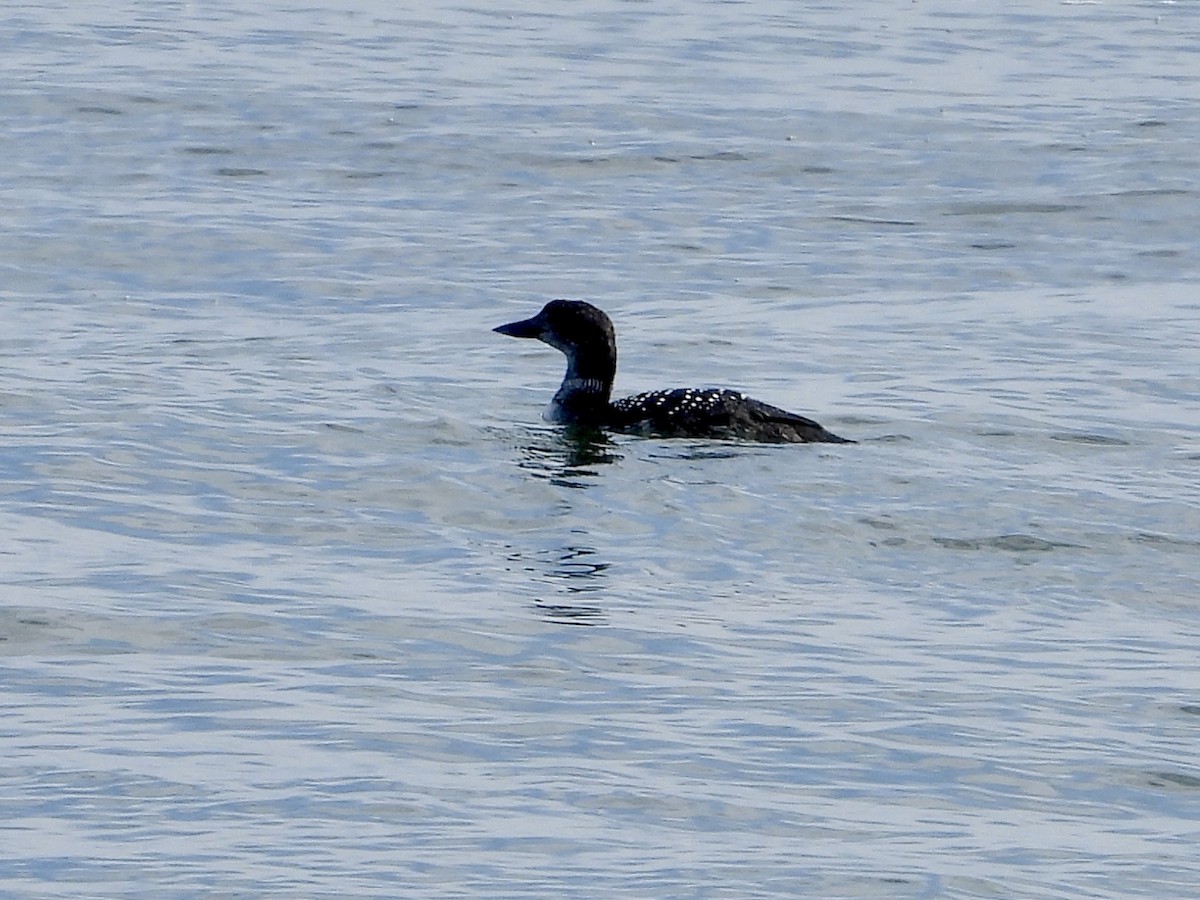 Plongeon huard - ML617690979