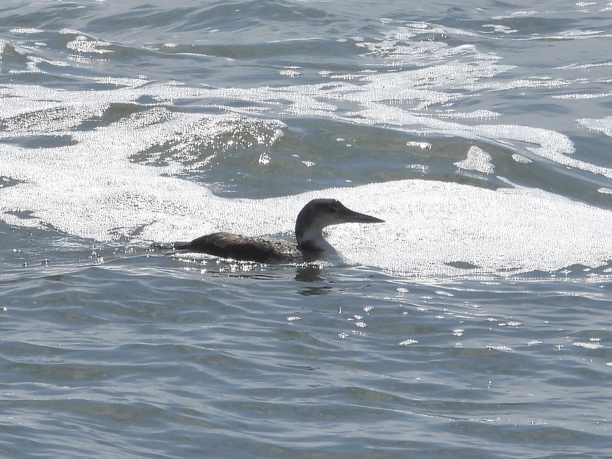 Common Loon - Robin M