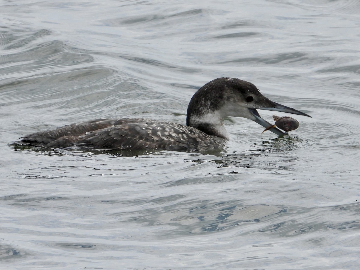 Common Loon - ML617690981