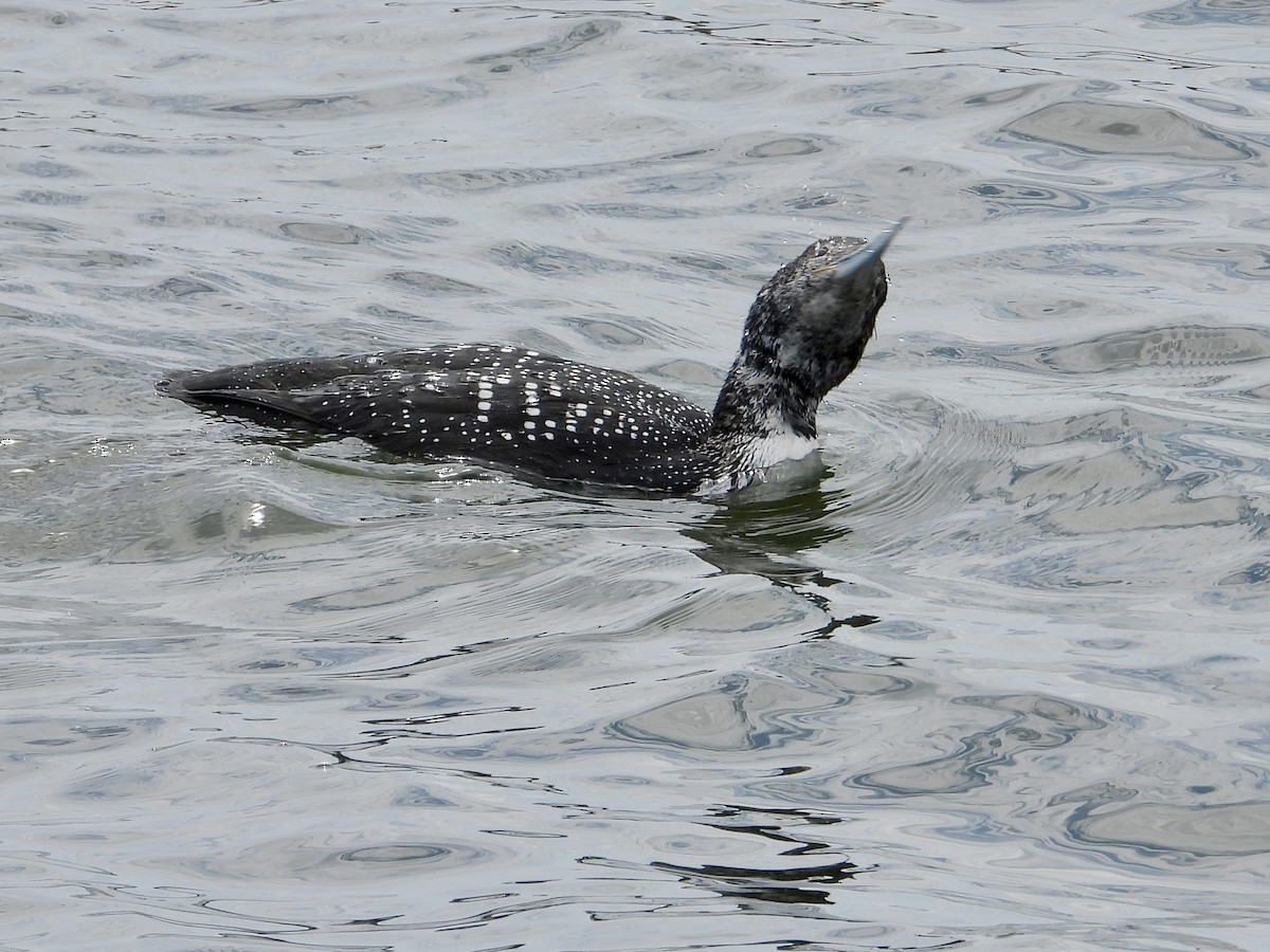 Plongeon huard - ML617690982