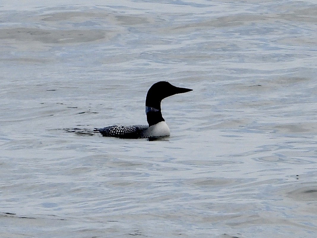 Common Loon - ML617690983