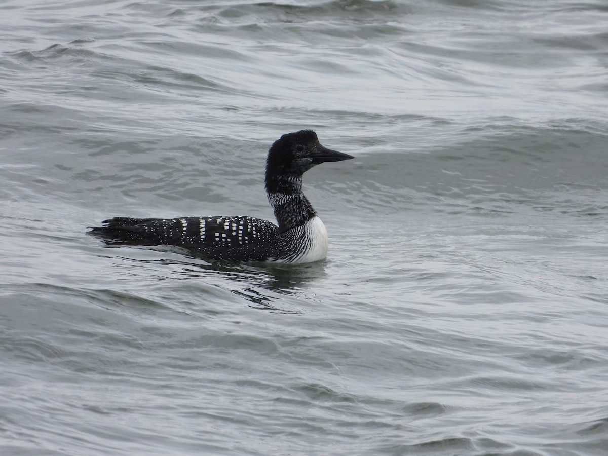 Plongeon huard - ML617690984