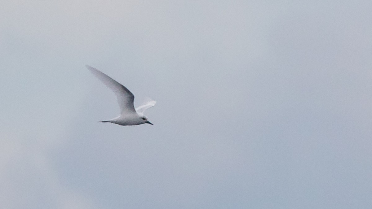 White Tern - ML617691008