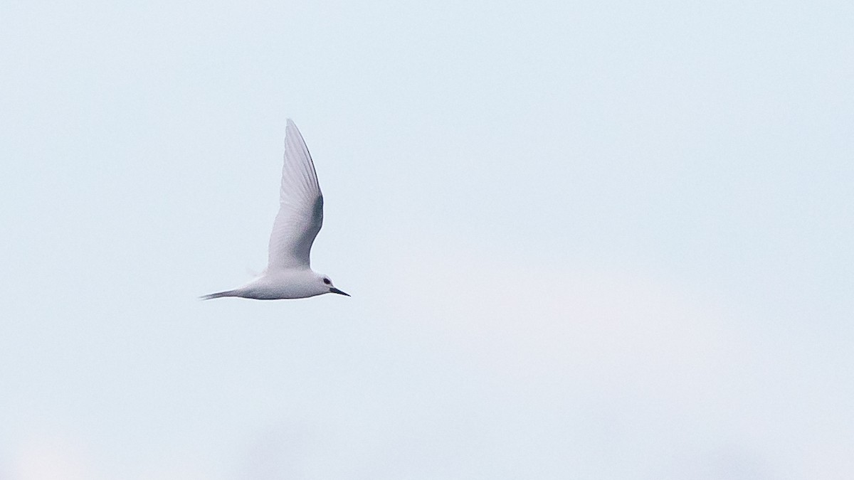 White Tern - ML617691009