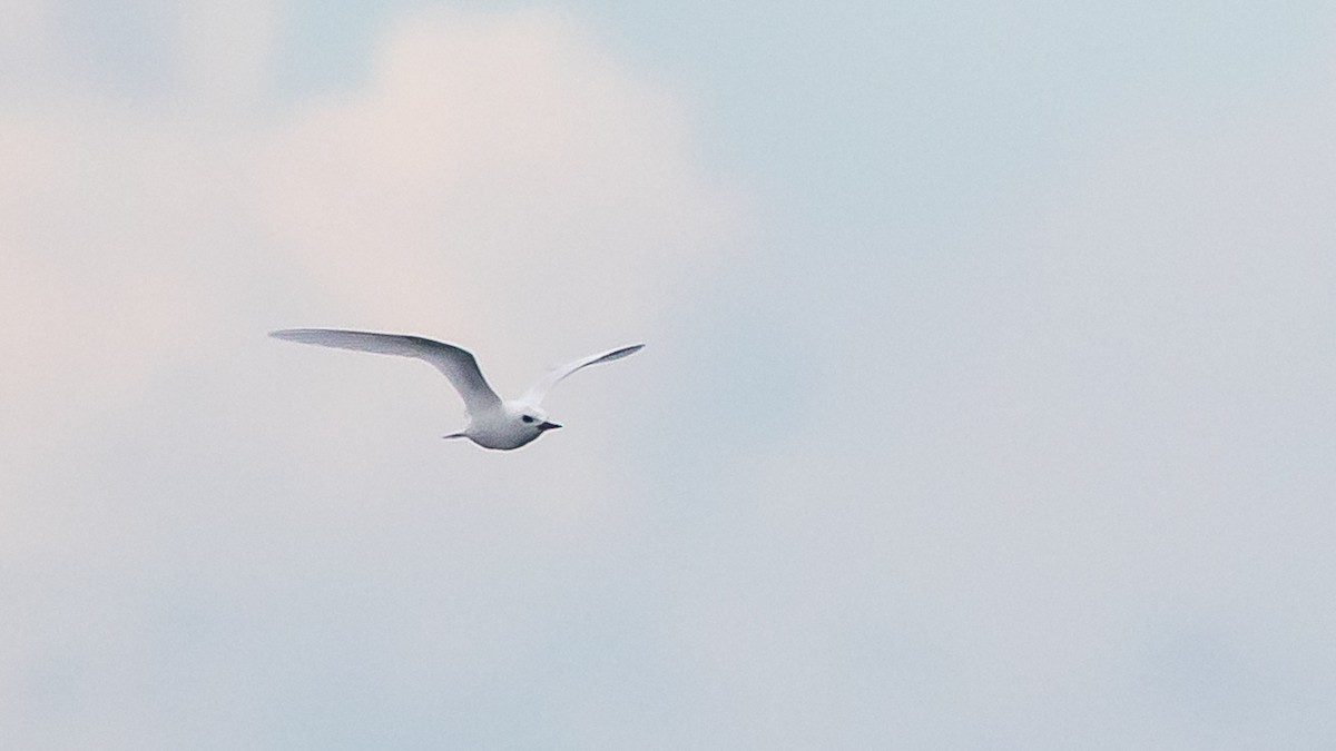 White Tern - ML617691010