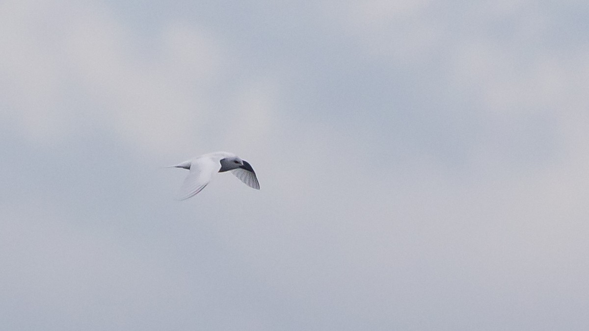White Tern - ML617691011