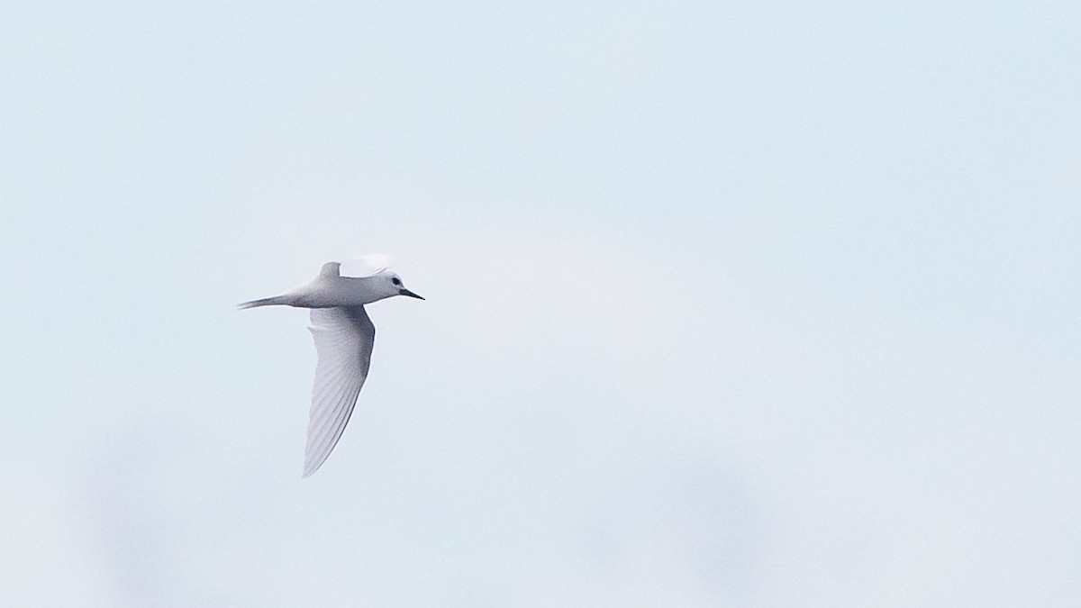 White Tern - ML617691012