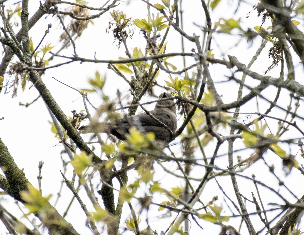 Brown-headed Cowbird - ML617691013