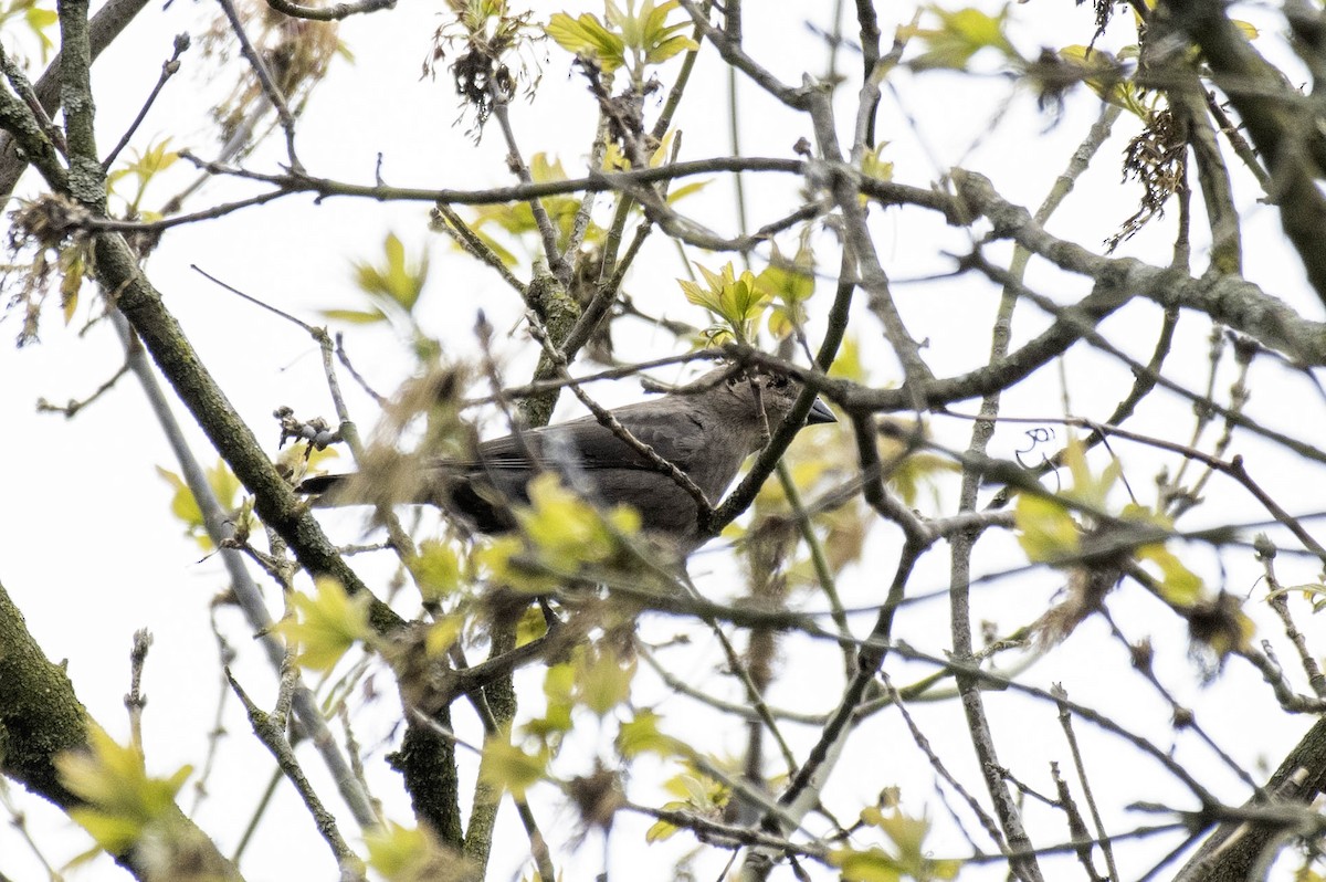 Brown-headed Cowbird - ML617691014