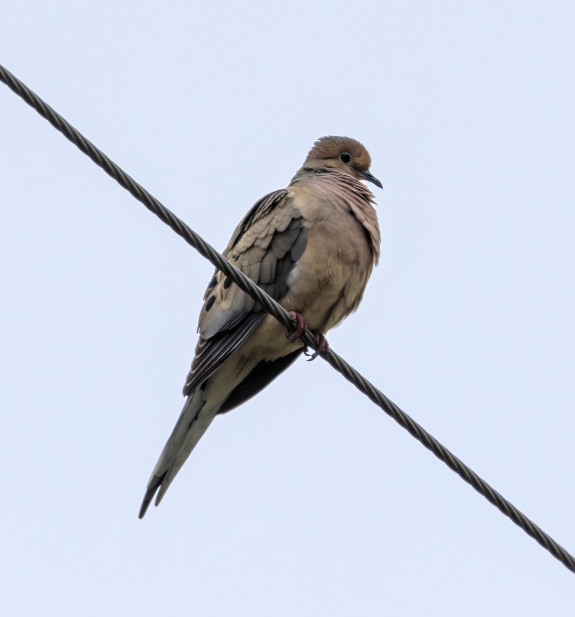 Mourning Dove - ML617691022