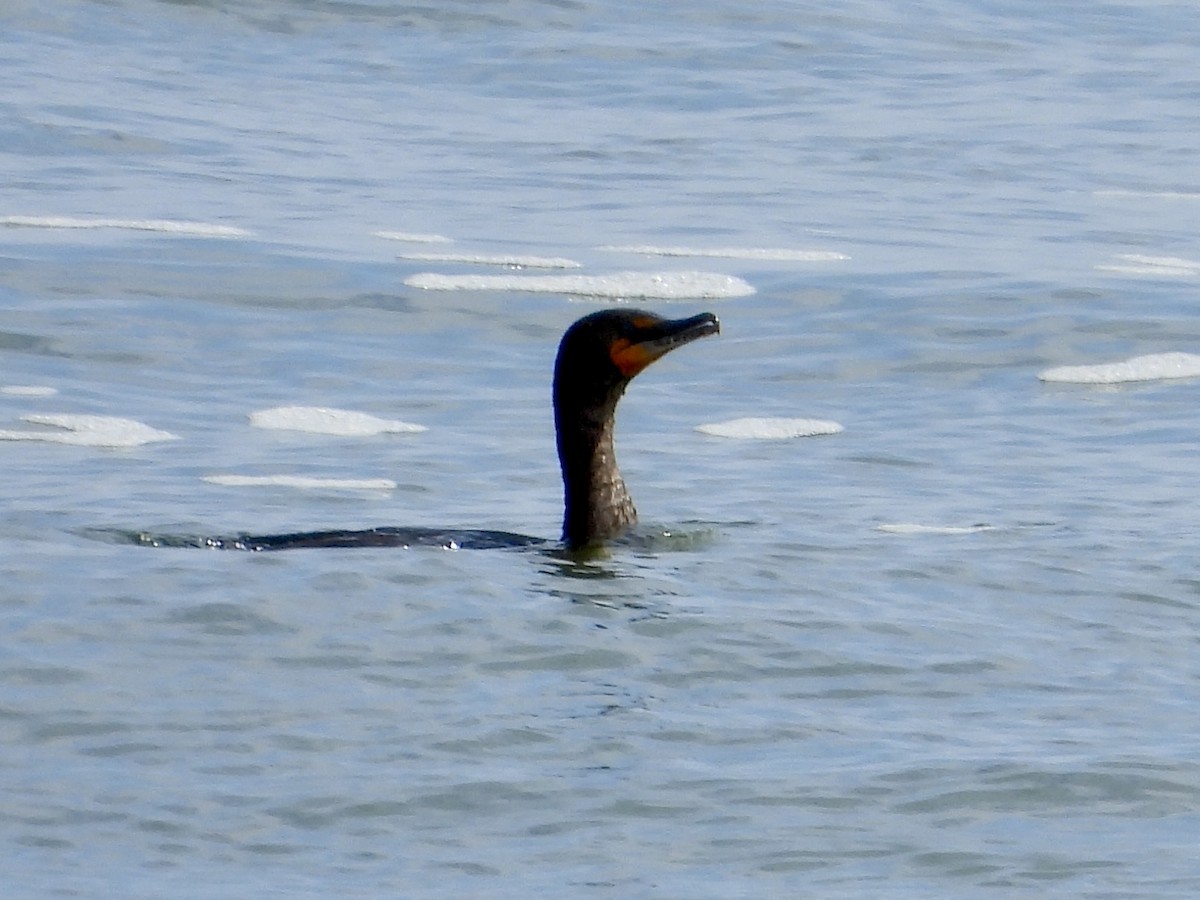 Double-crested Cormorant - ML617691026