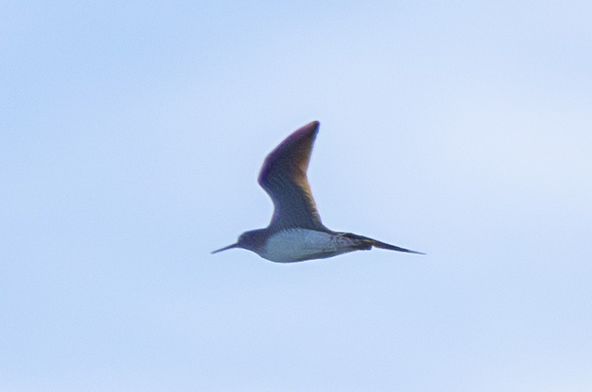 Solitary Sandpiper - ML617691032