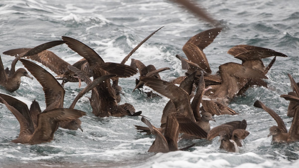 Wedge-tailed Shearwater - ML617691047