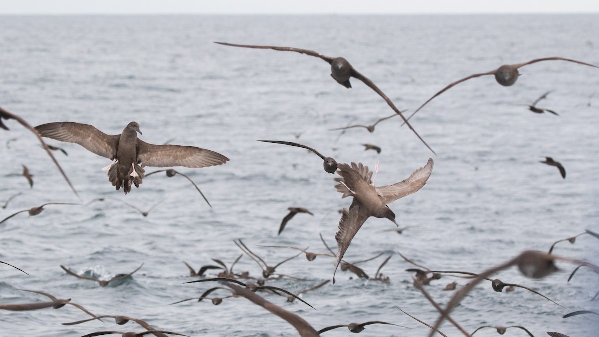 Wedge-tailed Shearwater - ML617691048