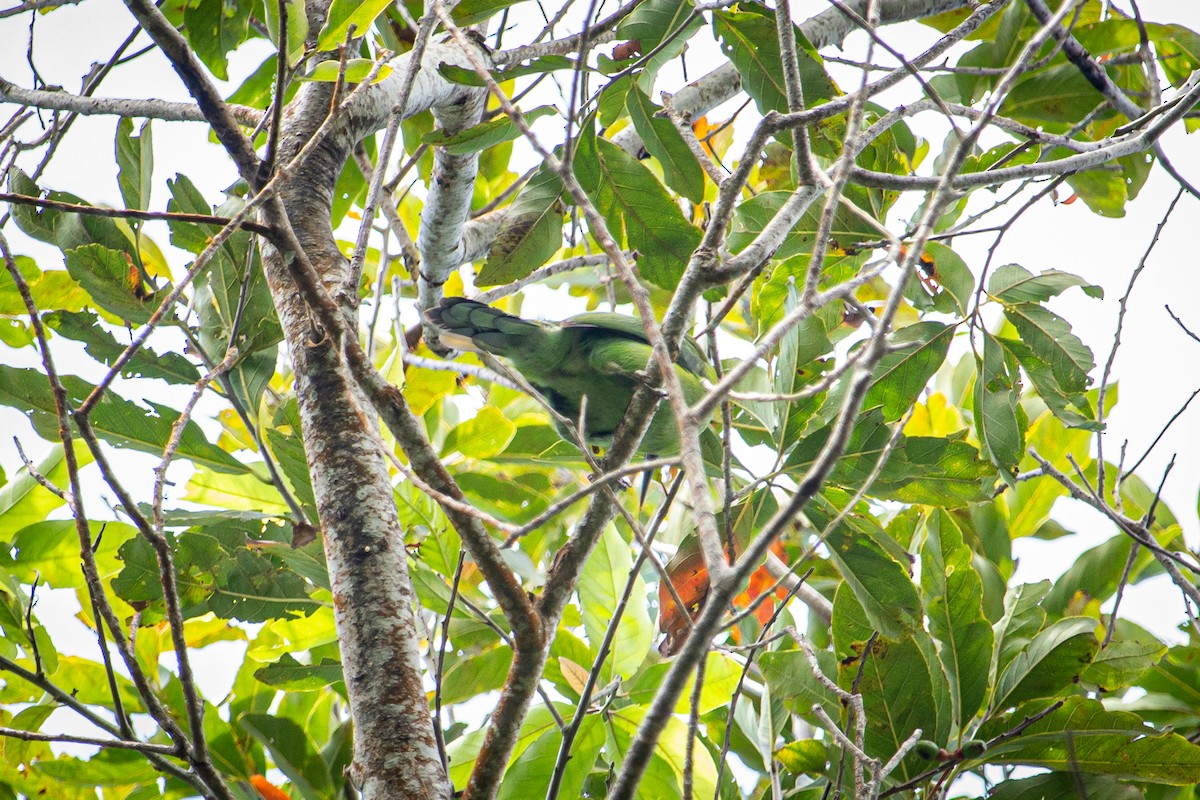 Toucanet à bec sillonné - ML617691050