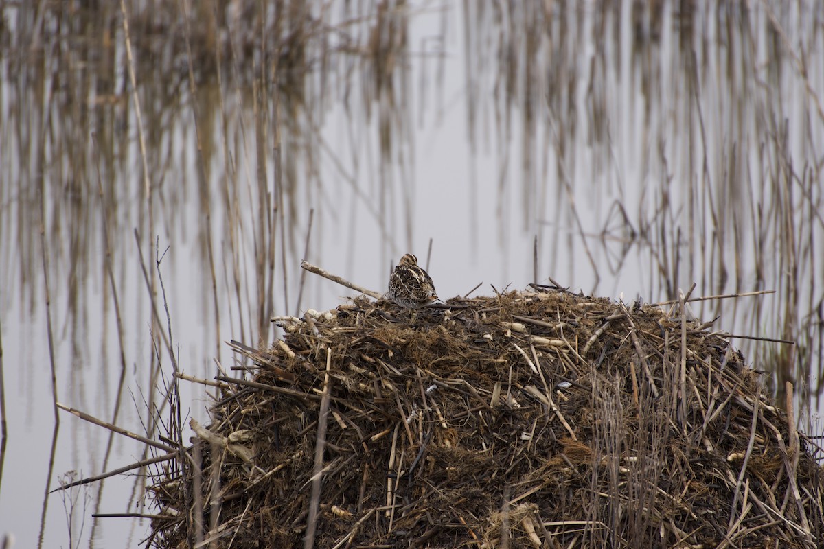 Wilson's Snipe - Shane Murphy